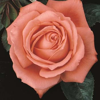 Tropicana – Witherspoon Rose Culture