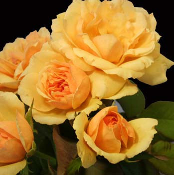 Wake Forest University Rose – Witherspoon Rose Culture