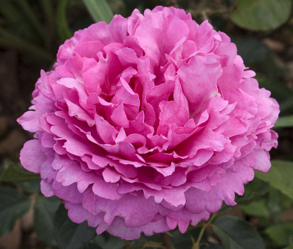 Image No 1 Not Found