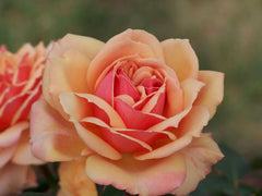 About Face – Witherspoon Rose Culture