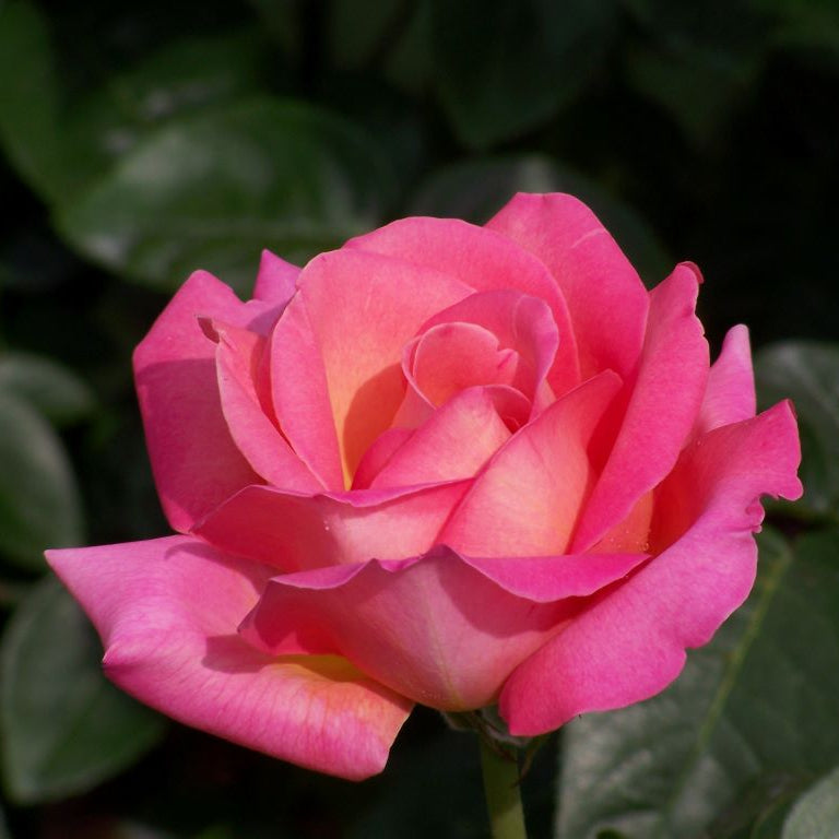 Chicago Peace – Witherspoon Rose Culture